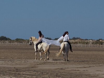 CAMARGUE CAVALIERES PORT ST LOUIS DU RHONE SALIN DE GIRAUD, 0064