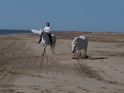 CAMARGUE CAVALIERES PORT ST LOUIS DU RHONE SALIN DE GIRAUD, 0070