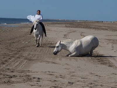 CAMARGUE CAVALIERES PORT ST LOUIS DU RHONE SALIN DE GIRAUD, 0071