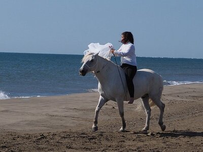 CAMARGUE CAVALIERES PORT ST LOUIS DU RHONE SALIN DE GIRAUD, 0072