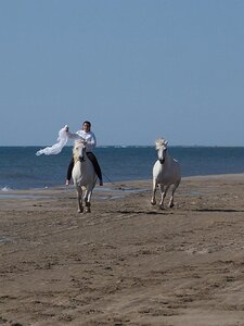 CAMARGUE CAVALIERES PORT ST LOUIS DU RHONE SALIN DE GIRAUD, 0075