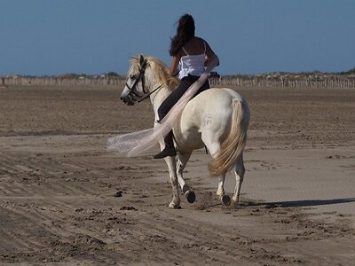 CAMARGUE CAVALIERES PORT ST LOUIS DU RHONE SALIN DE GIRAUD, 0083