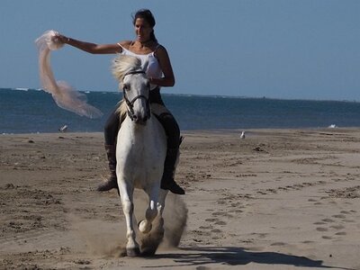 CAMARGUE CAVALIERES PORT ST LOUIS DU RHONE SALIN DE GIRAUD, 0084