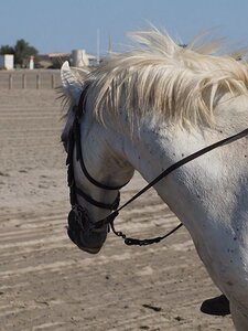 CAMARGUE CAVALIERES PORT ST LOUIS DU RHONE SALIN DE GIRAUD, 0088