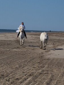 CAMARGUE CAVALIERES PORT ST LOUIS DU RHONE SALIN DE GIRAUD, 0092