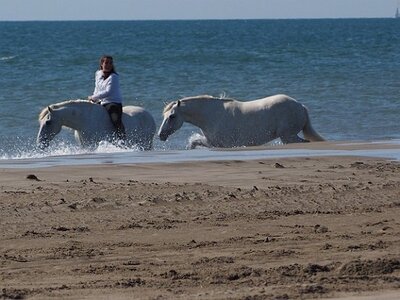 CAMARGUE CAVALIERES PORT ST LOUIS DU RHONE SALIN DE GIRAUD, 0096