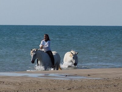 CAMARGUE CAVALIERES PORT ST LOUIS DU RHONE SALIN DE GIRAUD, 0097