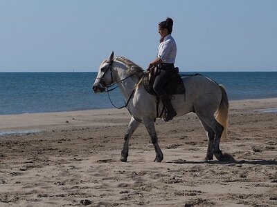 CAMARGUE CAVALIERES PORT ST LOUIS DU RHONE SALIN DE GIRAUD, 0114