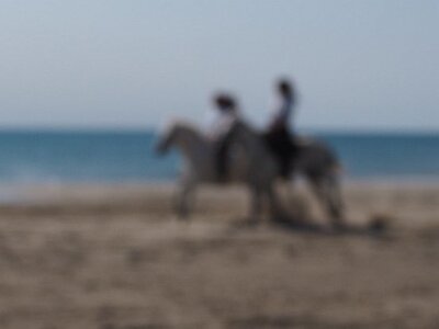 CAMARGUE CAVALIERES PORT ST LOUIS DU RHONE SALIN DE GIRAUD, 0135