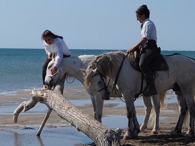 CAMARGUE CAVALIERES PORT ST LOUIS DU RHONE SALIN DE GIRAUD, 0139