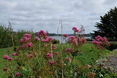 Landévennec, DSCF0576