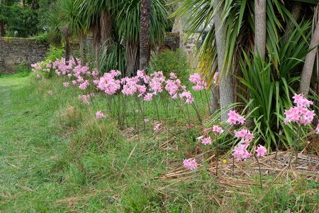 Landévennec, DSCF0596