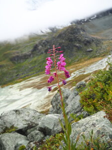 2019-09-02-08-mont-blanc, ecole-de-glace-moiry-francois-lacour-alpes-aventure-2019-09-06-17