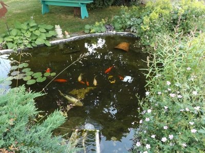 Defonceuse, poissons