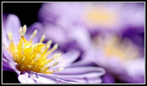 Quelques beaux restes d'été, Jardin_02