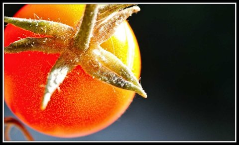 Quelques beaux restes d'été, Jardin_03