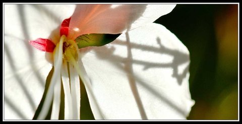 Quelques beaux restes d'été, Jardin_04