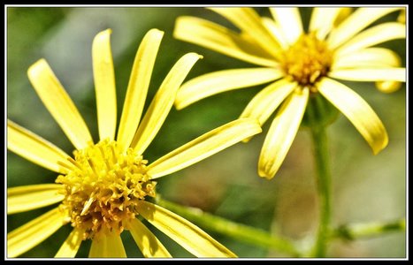 Quelques beaux restes d'été, Jardin_07