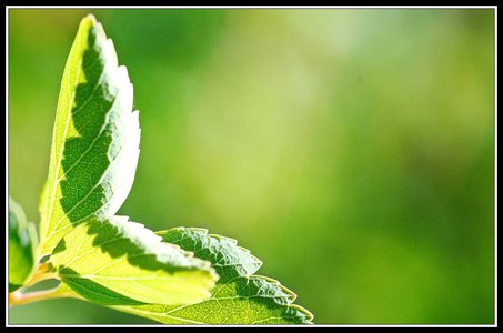Quelques beaux restes d'été, Jardin_08