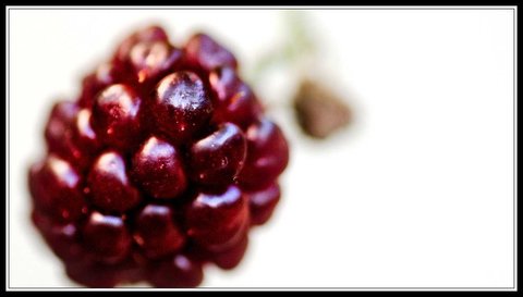 Quelques beaux restes d'été, Jardin_09