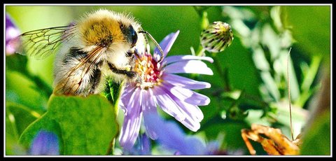 Quelques beaux restes d'été, Jardin_10