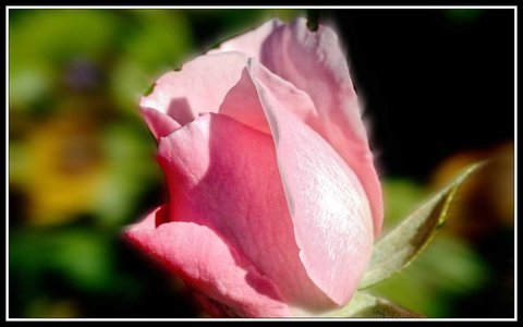 Quelques beaux restes d'été, Jardin_11