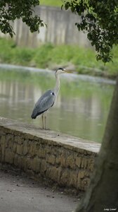 Lionel Lang Photographies, _DSC5257 (Copier)
