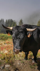 Maurienne 2019, P1011898