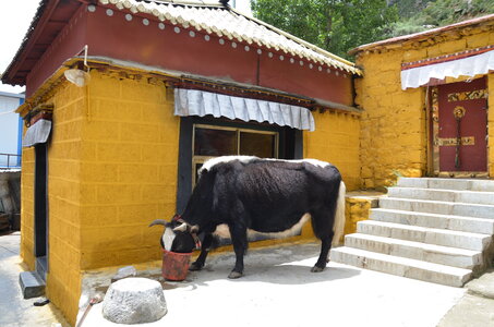 Tibet 2019 , J06_GDU_0605