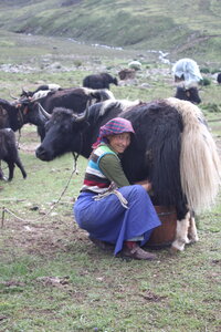 Tibet 2019 , J15_MAG_0036