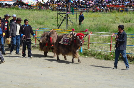 Tibet 2019 , J09_GDU_0942
