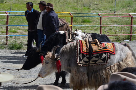 Tibet 2019 , J09_GDU_0949