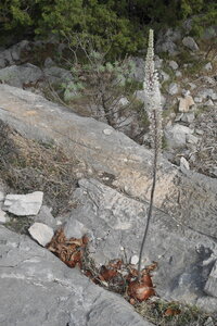 2019-09-17-23-selvaggio-blu, selvaggio-blu-idileddu-portu-pedrosualpes-aventure-2019-09-19-56