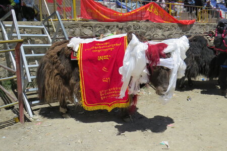 Tibet 2019 , J09_BJM_1335