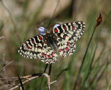 Papilionidae- Parnassiinae Zerynthiini Zerynthia rumina-Gagnières, DSC_0001A