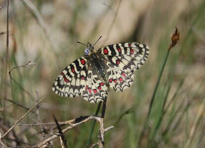 Papilionidae- Parnassiinae Zerynthiini Zerynthia rumina-Gagnières, DSC_0006A