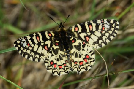 Papilionidae- Parnassiinae Zerynthiini Zerynthia rumina-Gagnières, DSC_0008  2  A