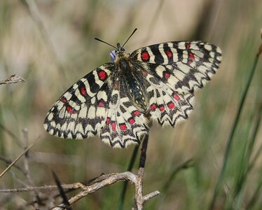 Papilionidae- Parnassiinae Zerynthiini Zerynthia rumina-Gagnières, DSC_0008A