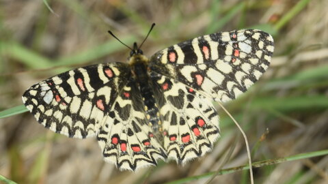 Papilionidae- Parnassiinae Zerynthiini Zerynthia rumina-Gagnières, DSC_0009  2  - Copie