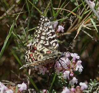 Papilionidae- Parnassiinae Zerynthiini Zerynthia rumina-Gagnières, DSC_0018A