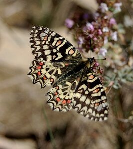Papilionidae- Parnassiinae Zerynthiini Zerynthia rumina-Gagnières, DSC_0019A