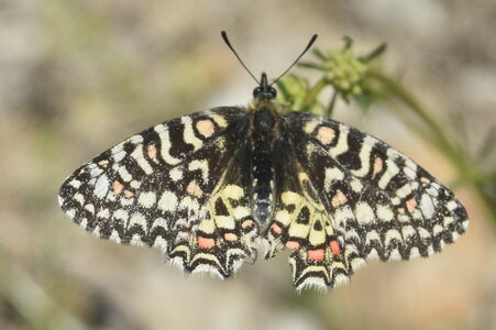 Papilionidae- Parnassiinae Zerynthiini Zerynthia rumina-Gagnières, DSC_0036
