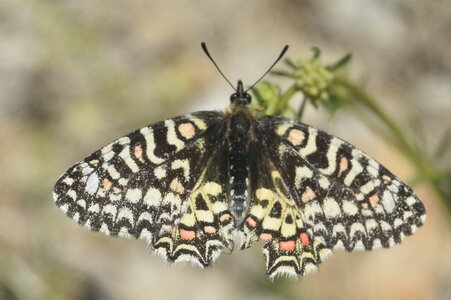 Papilionidae- Parnassiinae Zerynthiini Zerynthia rumina-Gagnières, DSC_0040