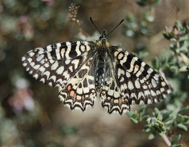 Papilionidae- Parnassiinae Zerynthiini Zerynthia rumina-Gagnières, DSC_0042a