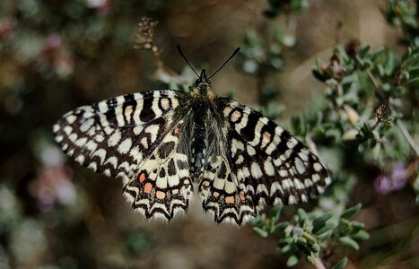 Papilionidae- Parnassiinae Zerynthiini Zerynthia rumina-Gagnières, DSC_0044a