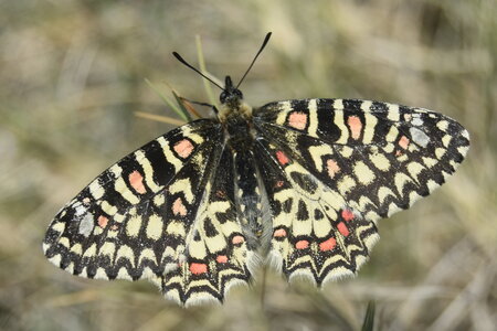 Papilionidae- Parnassiinae Zerynthiini Zerynthia rumina-Gagnières, DSC_0051