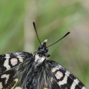 Papilionidae- Parnassiinae Zerynthiini Zerynthia rumina-Gagnières, DSC_0060