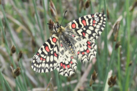 Papilionidae- Parnassiinae Zerynthiini Zerynthia rumina-Gagnières, DSC_0077  2 