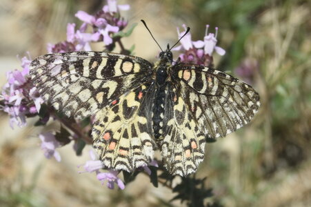 Papilionidae- Parnassiinae Zerynthiini Zerynthia rumina-Gagnières, DSC_0077