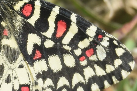Papilionidae- Parnassiinae Zerynthiini Zerynthia rumina-Gagnières, DSC_0089  2 